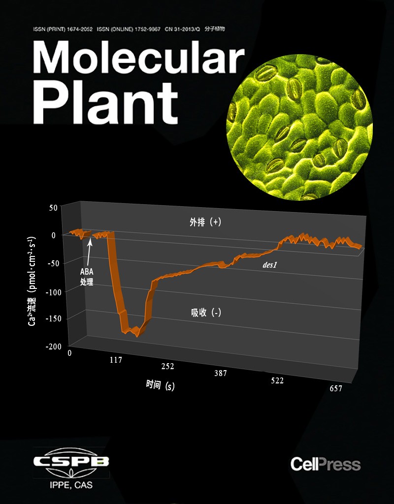 NMT鈣流在H2S調(diào)控ABA信號(hào)通路研究中充當(dāng)關(guān)鍵生理證據(jù)
