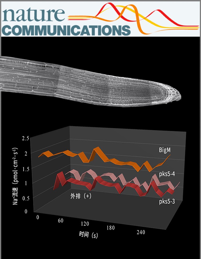NMT為鈣激活的14-3-3蛋白作為耐鹽分子開(kāi)關(guān)提供直接證據(jù)