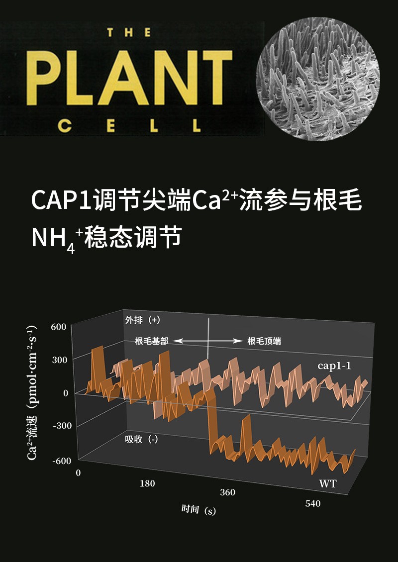 CAP1調(diào)節(jié)尖端Ca2+流參與根毛NH4+穩(wěn)態(tài)調(diào)節(jié)