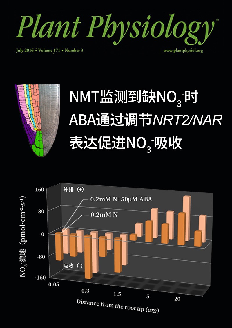 NMT監(jiān)測到缺NO3-時ABA通過調(diào)節(jié)NRT2/NAR表達促進NO3-吸收
