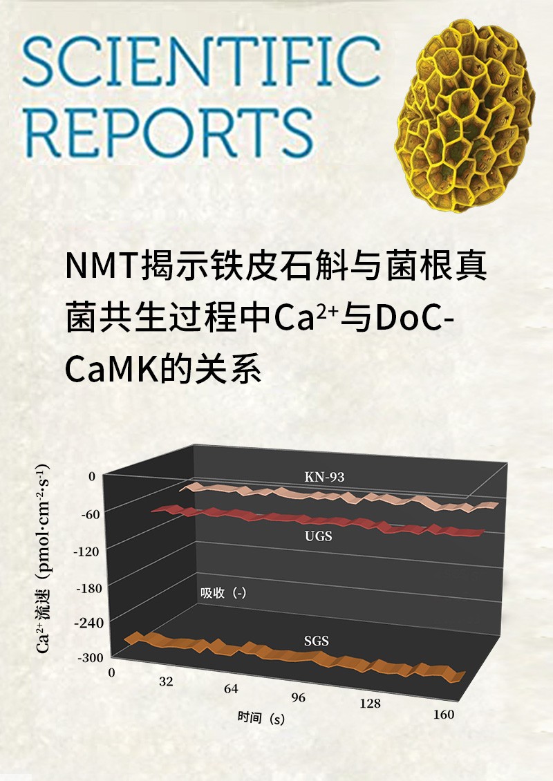 NMT揭示鐵皮石斛與菌根真菌共生過程中Ca2+與DoCCaMK的關系