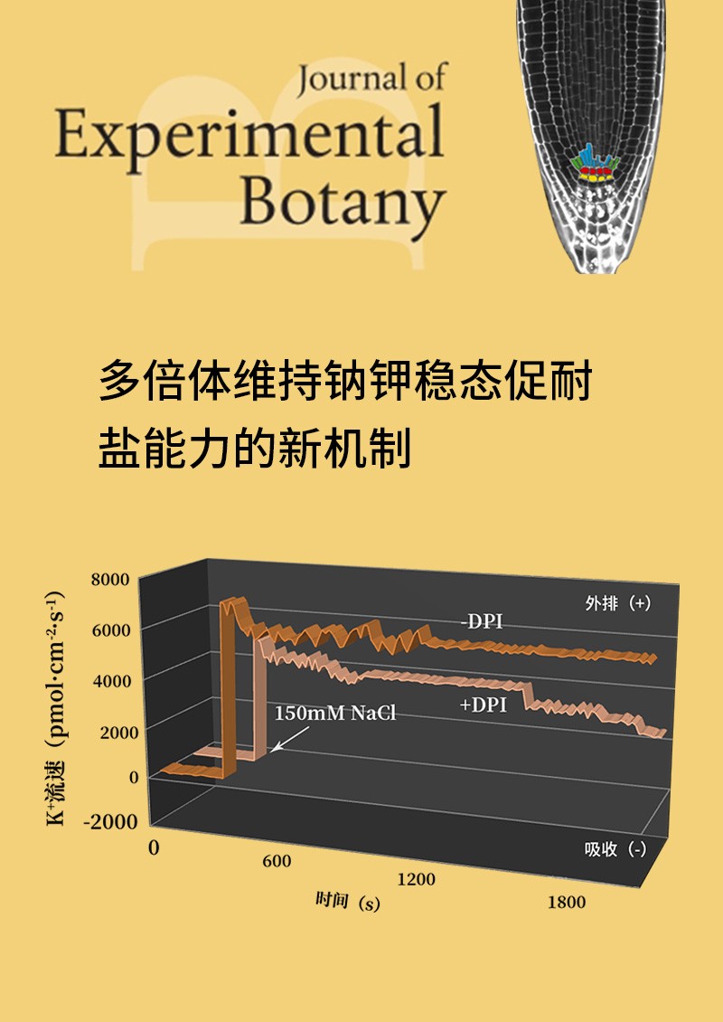 多倍體維持鈉鉀穩(wěn)態(tài)促耐鹽能力的新機制