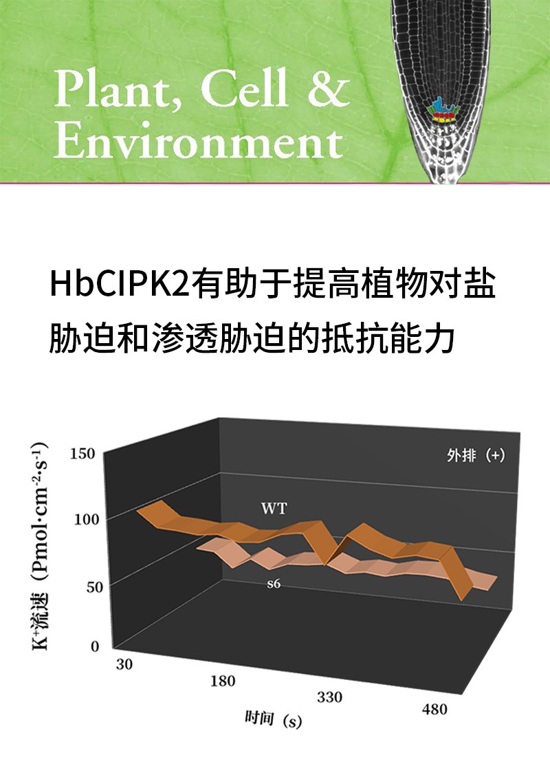 HbCIPK2有助于提高植物對鹽脅迫和滲透脅迫的抵抗能力