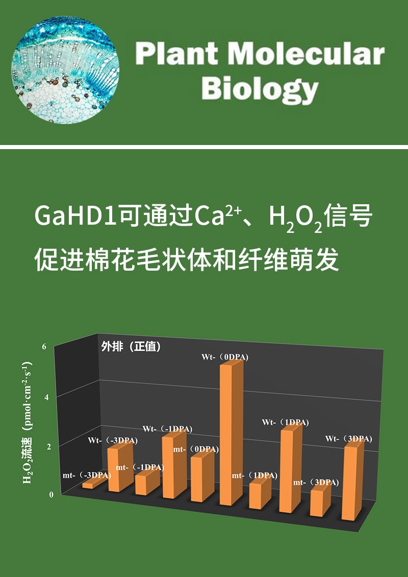 GaHD1可通過Ca2+、H2O2信號(hào)促進(jìn)棉花毛狀體和纖維萌發(fā)