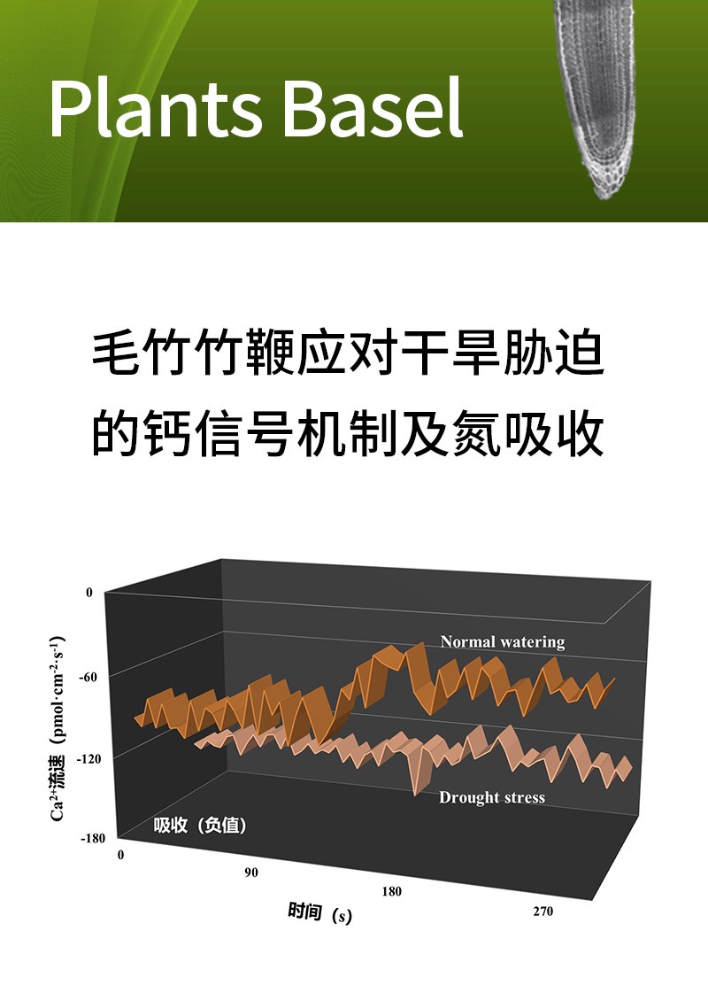 毛竹竹鞭應(yīng)對(duì)干旱脅迫的鈣信號(hào)機(jī)制及氮吸收