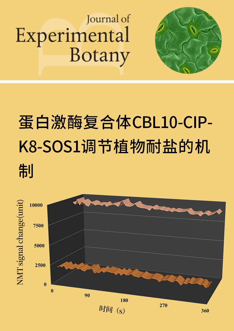 蛋白激酶復(fù)合體CBL10-CIPK8-SOS1調(diào)節(jié)植物耐鹽的機(jī)制