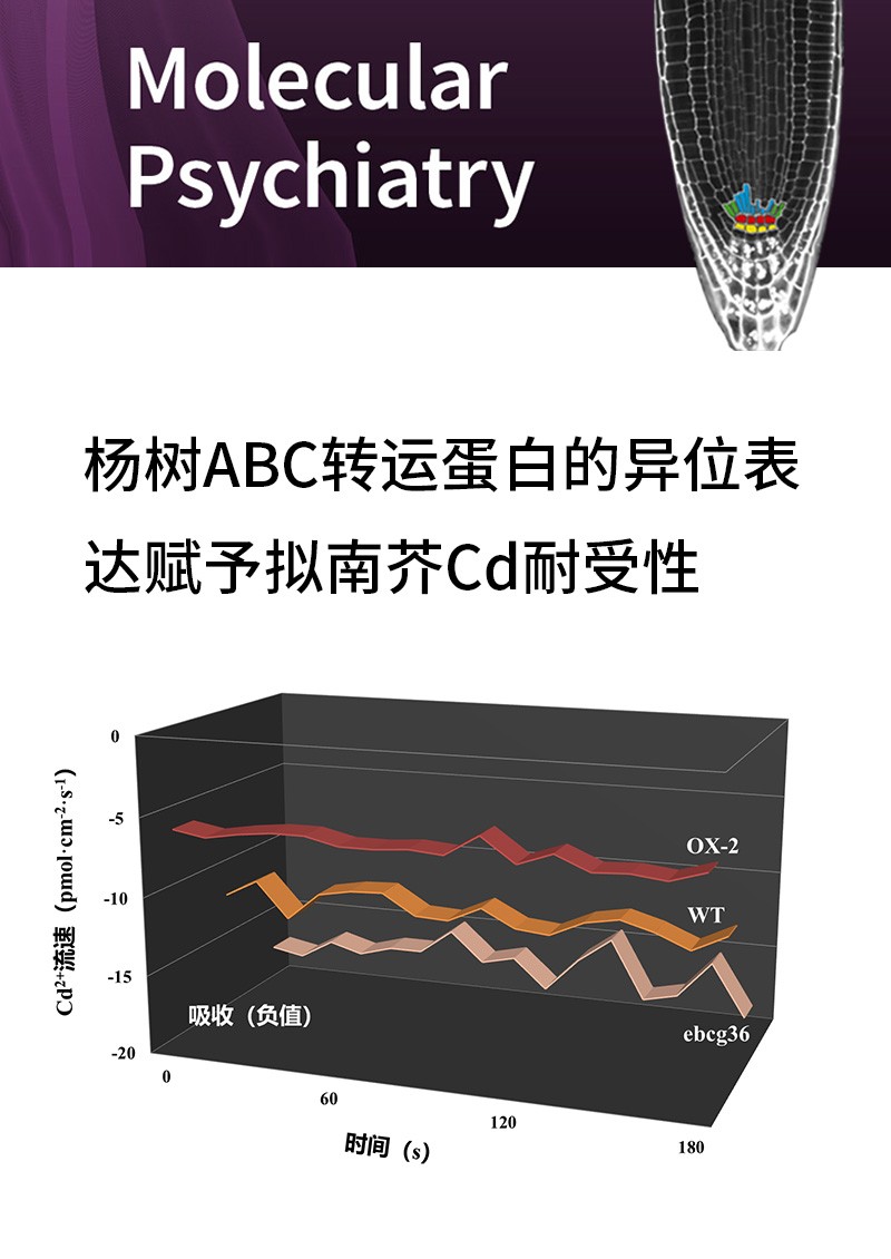 楊樹ABC轉(zhuǎn)運(yùn)蛋白的異位表達(dá)賦予擬南芥Cd耐受性