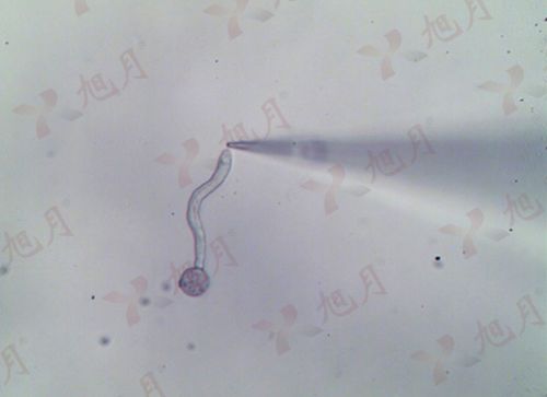 花粉管檢測環(huán)境經(jīng)驗(yàn)